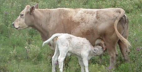 THANKSGIVING AND WHITE CALF